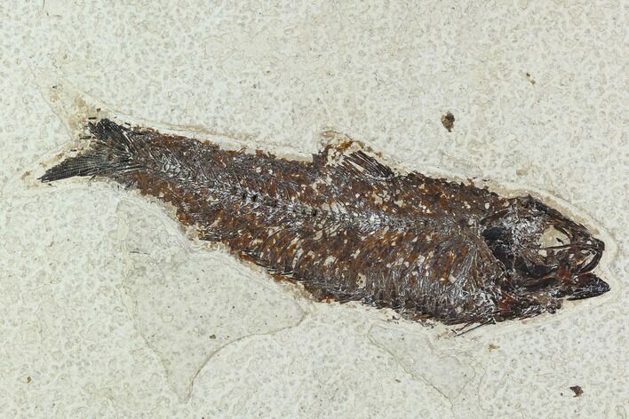 Fossil Fish (Knightia) - Green River Formation #129755